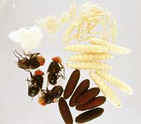 Photo of a flies lifecycle starting from eggs, then three stages of larvae, pupae and finally adult flies