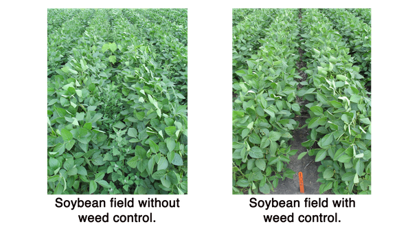 soybean weed comparison
