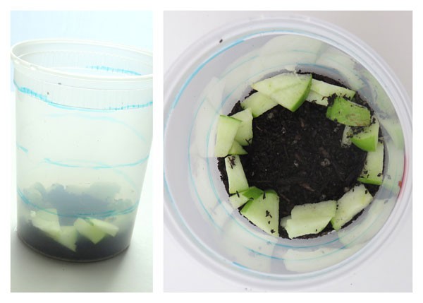A plastic pot is filled with a layer of soil and apple slices