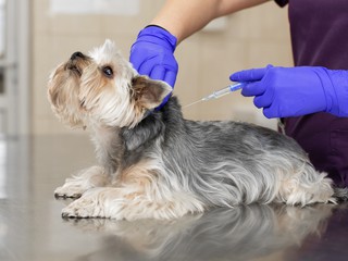 vet giving shot to dog