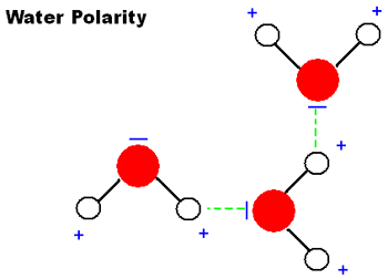 Diagram of water molecules bonding