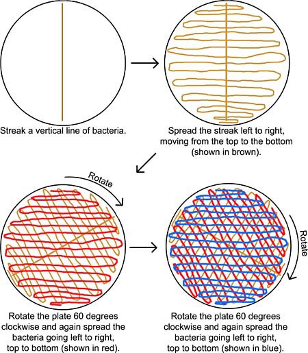 Diagram on how to correctly spread bacteria on an agar plate
