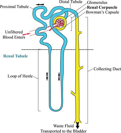 Diagram of a kidney nephron