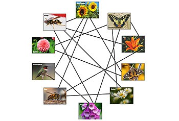 The Role of Interdependence for Pollination and Seed Dispersal | Lesson Plan