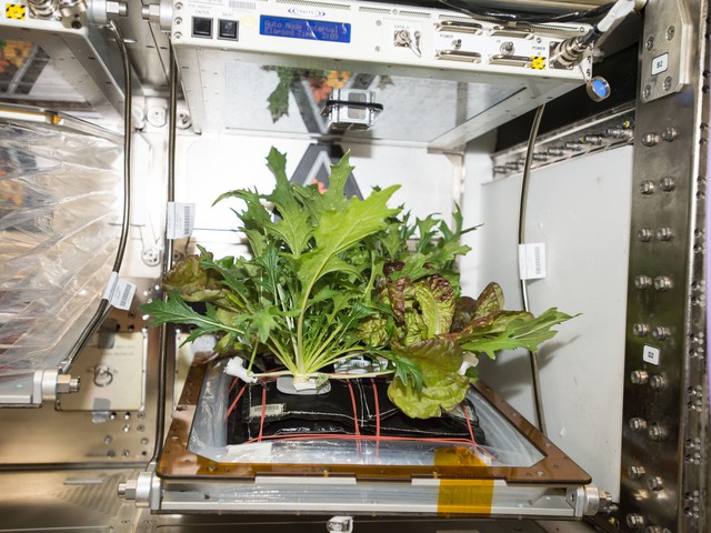 lettuce in space