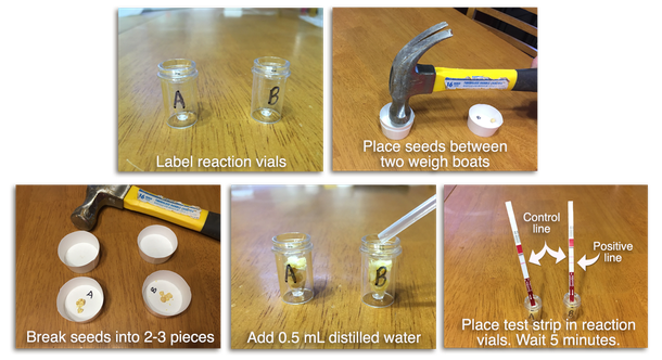 horizontal seed test