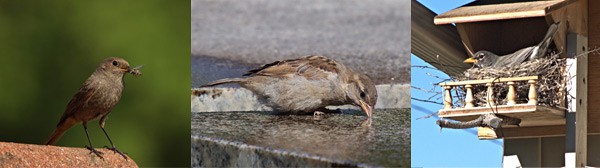 Three photos of a bird eating, drinking and resting in a bird house from left to right
