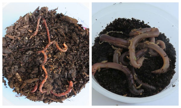 Two images of earthworms placed in a cup of soil, small worms on the left and large worms on the right