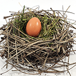 Bird nest made from natural materials to explore how nests are formed
