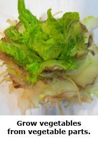 2014 Summer Science Guide: Cabbage Grow Science Project