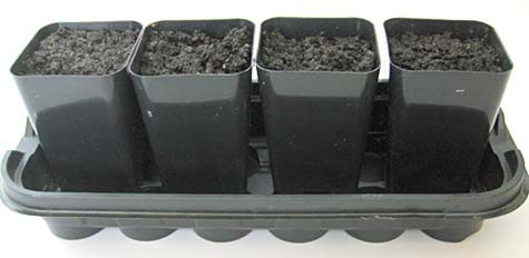 Four plastic pots filled with soil are placed in a shallow container