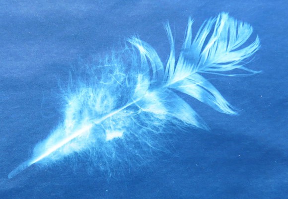 Detailed outline of a white feather on a blue background