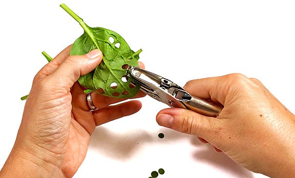 Hands holding a spinach leaf and punching holes into the leaf with a hole puncher. 