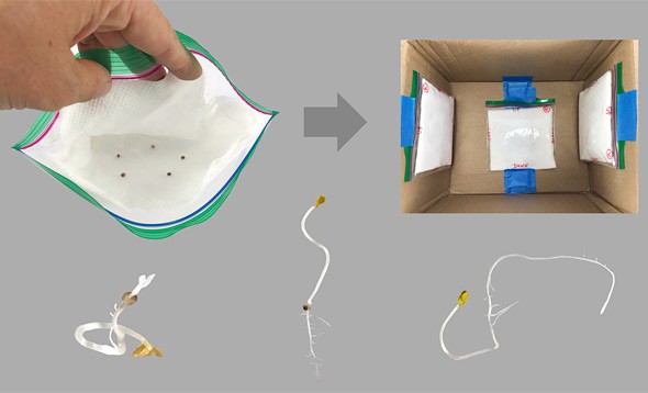 Three plastic bags filled with seeds inside of a paper towel are taped to the bottom and inner walls of a cardboard box