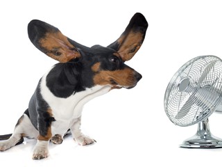 dog and fan