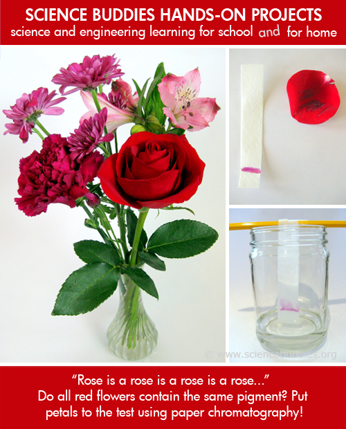 Weekly Science Activity Spotlight / Flower Pigment Chromatography Project for School or Family Science