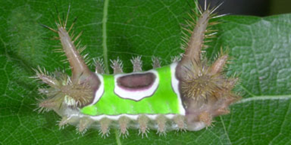 Acharia stimulea, larva -- Gerald J. Lenhard