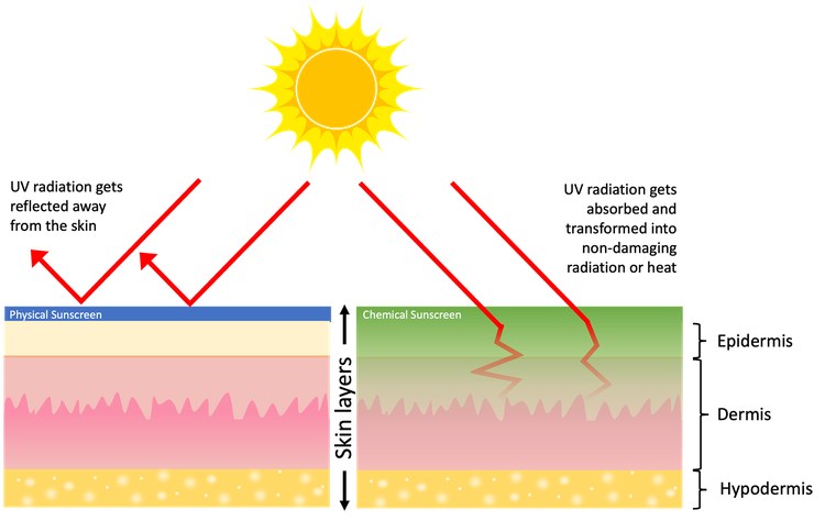  A schematic diagram shows how physical sunscreen and chemical sunscreen work.