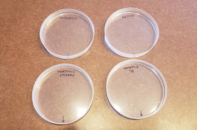 A top view of the four petri dishes filled with the agar-agar solution. 
