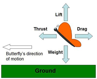 Drawing of a butterfly in flight with labels for lift, drag, weight, and thrust