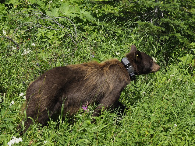 bear with collar