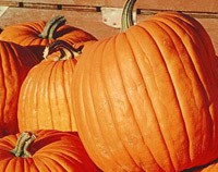 800px-Pumpkins-200.jpg