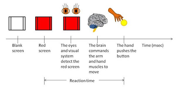 A timeline illustrates the process of reacting to a visual stimulous