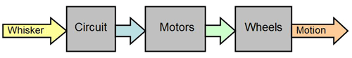 Flow chart shows a relationship between a robot's whiskers, circuit, motors, wheels and motion