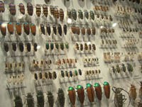 Beetle collection at the Melbourne Museum, Australia