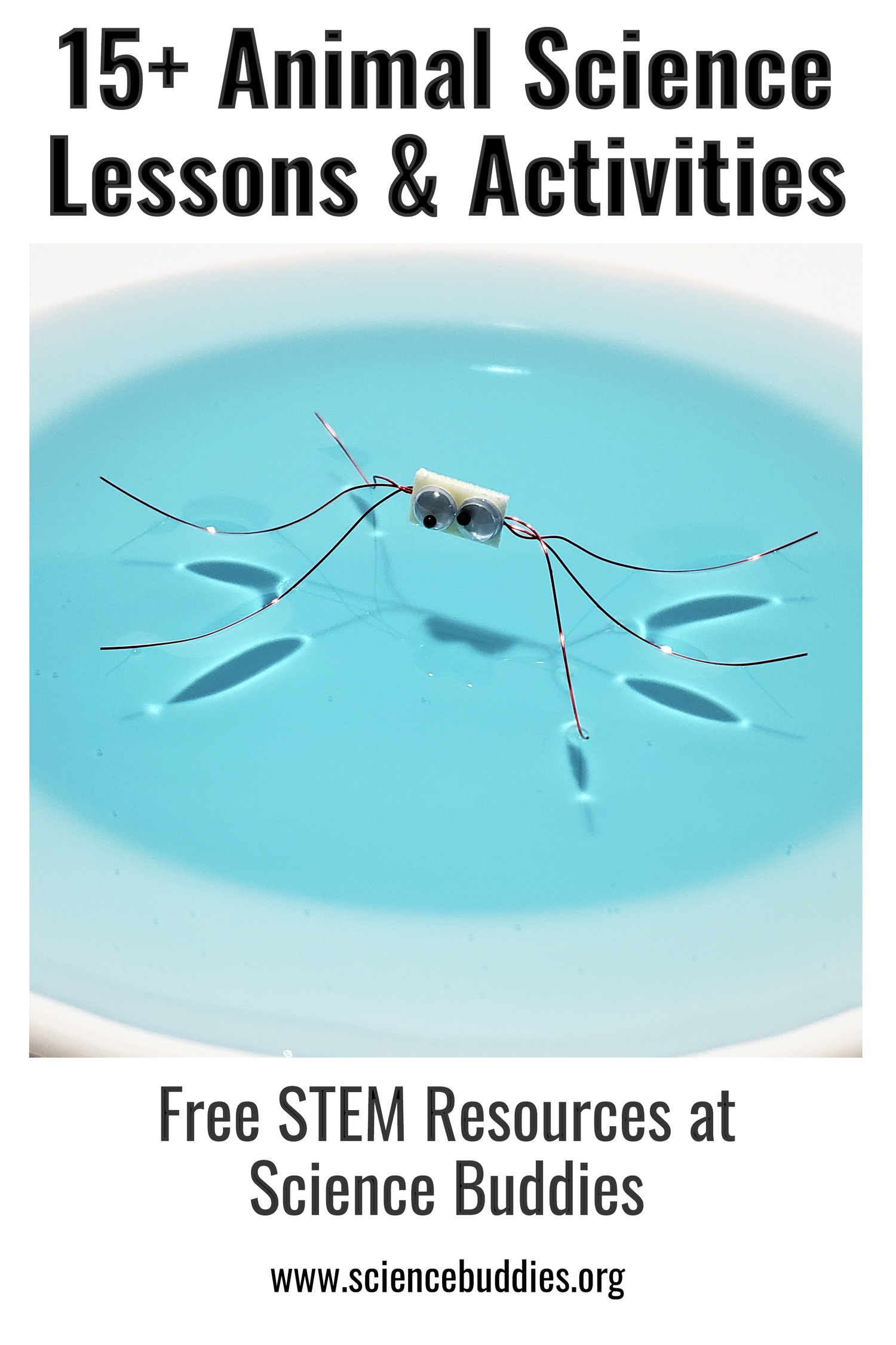 Water strider made from wire standing on a dish of water - from lesson on animal science