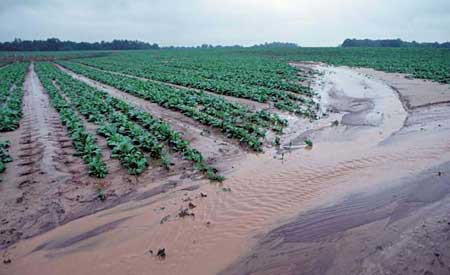 River washes away loose dirt in a field of crops