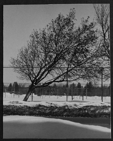 A tree growing at a forty-five degree angle