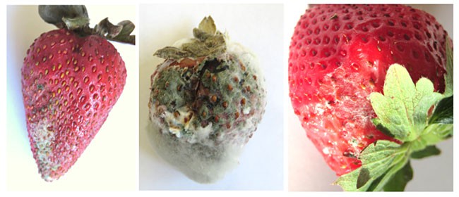 Three side-by-side photos of mold growing on a strawberry