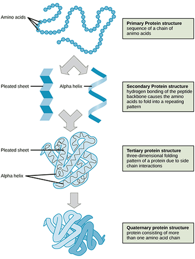 A diagram shows the four states of protein folding: 1) the primary protein structure is a sequence of a chain of amino acids (looks like a string of round beads), 2) the secondary protein structure is the hydrogen bonding of the peptide backbone that causes the amino acids to fold into a repeating pattern (pleated sheet and alpha helix), 3) the tertiary protein structure is the three-dimensional folding pattern of a protein due to side chain interactions, 4) the quaternary protein structure is protein consisting of more than one amino acid chain.