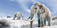 Mammoths may have gone extinct much earlier than DNA suggests