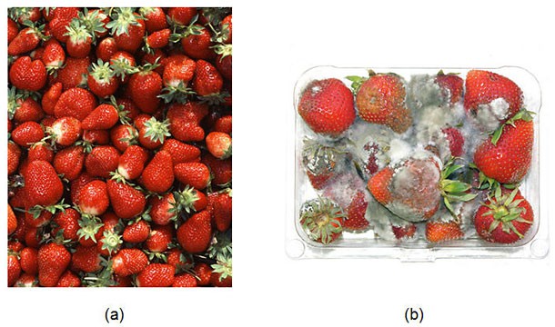 Photo of a pile of fresh strawberries on the left and a pile of mold covered strawberries on the right