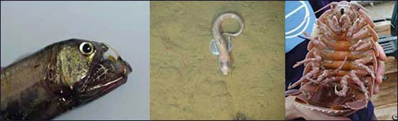 Side-by-side photos of a viperfish, rat-tailed fish, and giant isopod