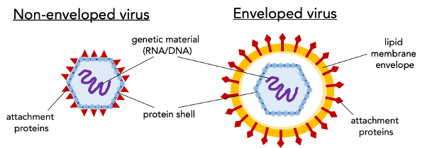 Diagram showing the similarities and differences between non-enveloped and enveloped viruses.