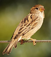 Photo of a sparrow resting on a branch