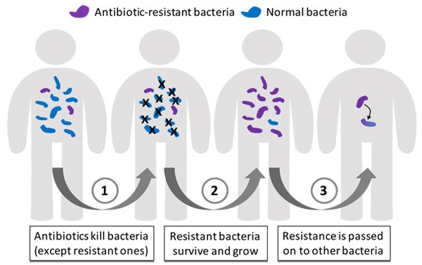 Diagram of how bacteria develop antibiotic-resistances in the human body