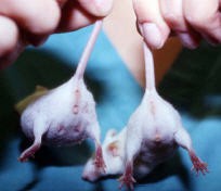 Two mice are lifted into the air by their tails
