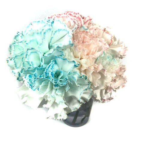 A bouquet of white carnations with the pedals tinted red and blue