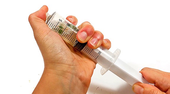 Hands holding a syringe filled with a solution and leaf disks. A thumb is covering the opening of the syringe and the other hand draws back on the plunger.