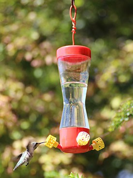 Hummingbird drinks from a feeder