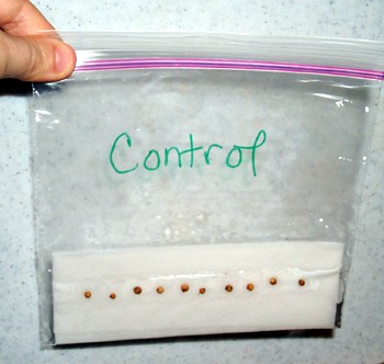 Ten seeds are lined up on a paper towel and sealed in a plastic bag labeled "Control"