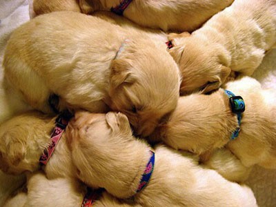 Photo of light brown puppies huddling together