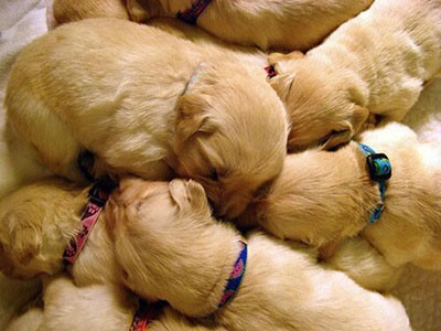 Keeping sales puppies warm