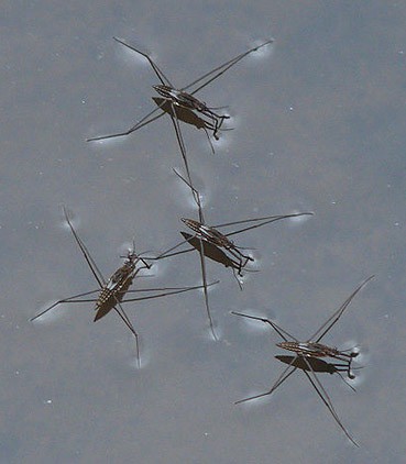 Photo of four water striders standing on water