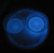 Liquid from two plastic cups produce a blue glow in a dark room