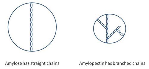 Straight chains of amylose and branched chains of amylopectin